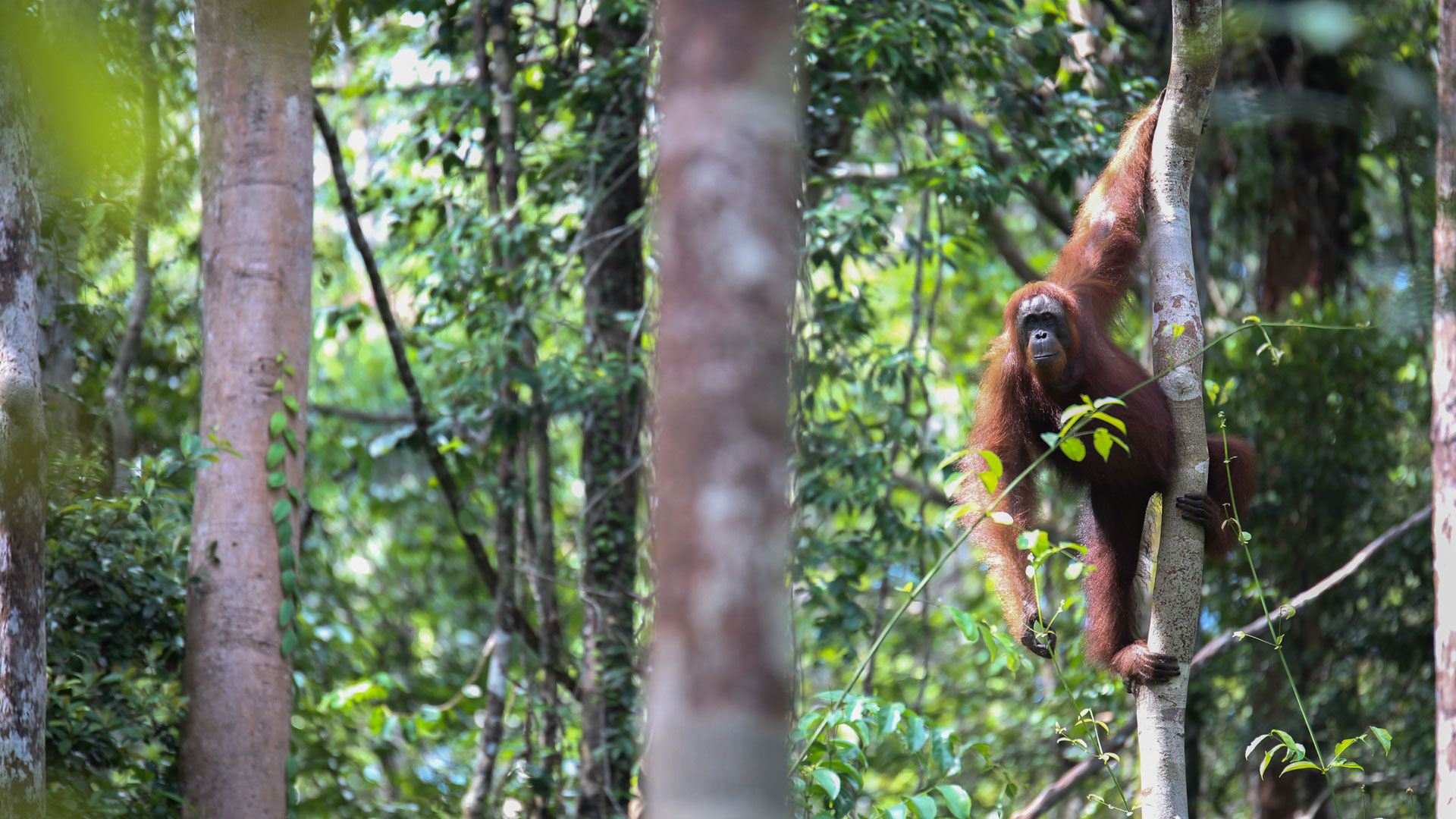 flora and fauna of betung kerihun
