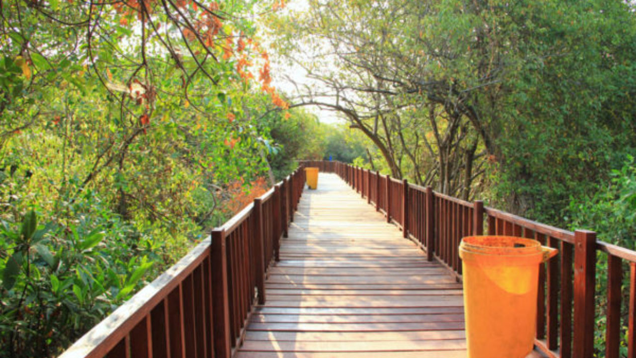 Mangrove Wonorejo Ecotourism in Surabaya
