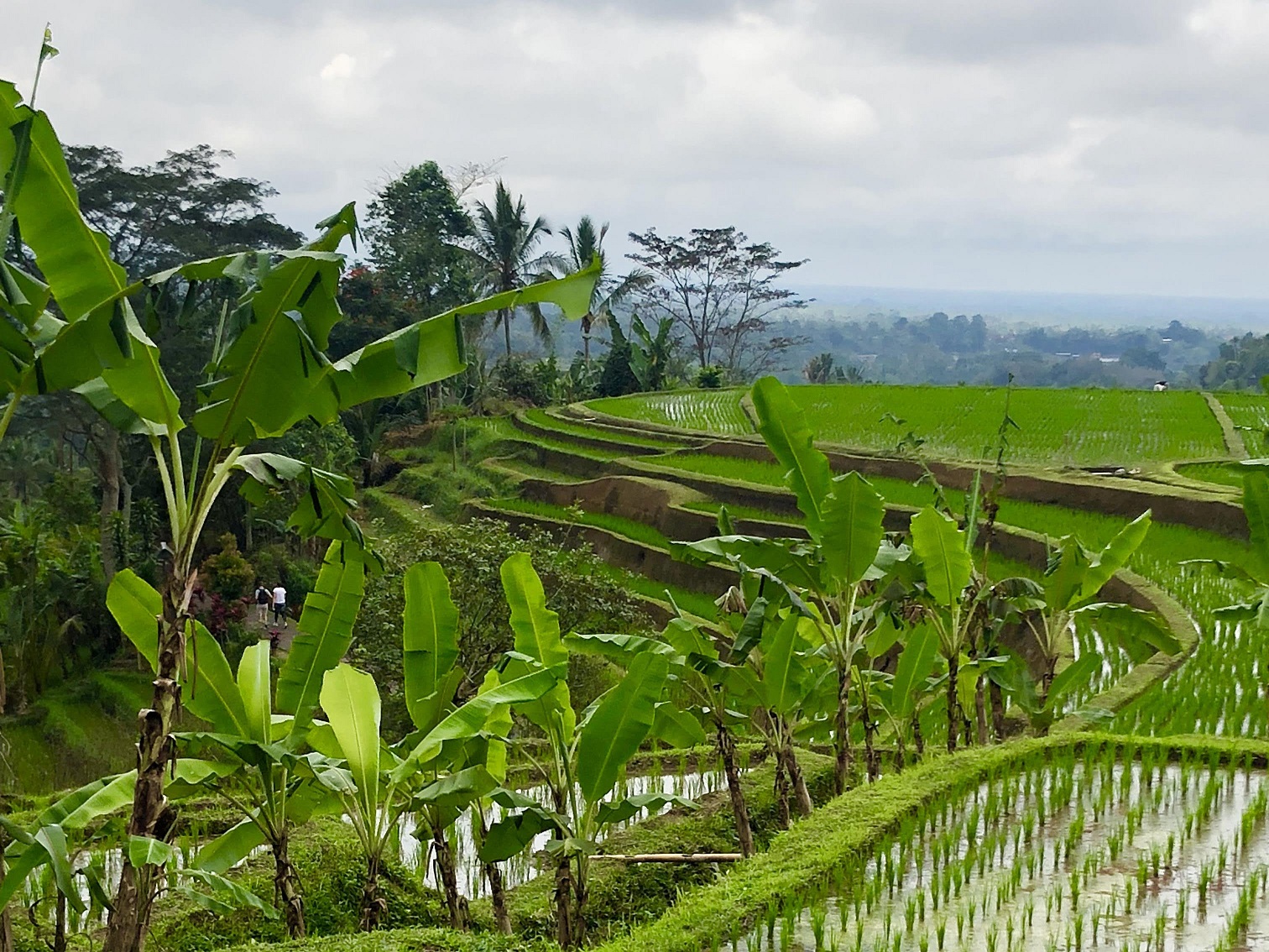 The Balinese Subak has received recognition from international agricultural experts