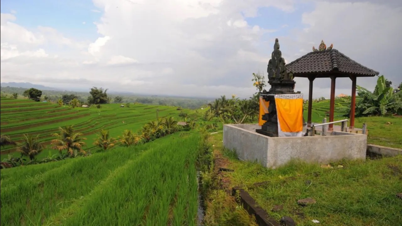 subak organizations are devided into several positions