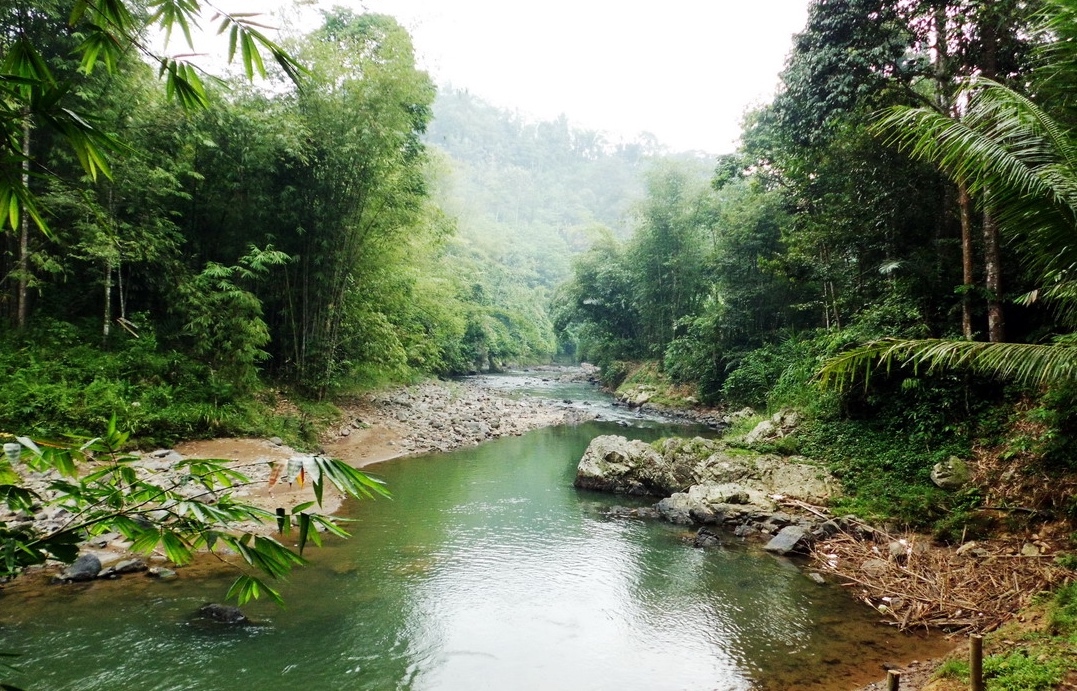 beautiful area inside mount halimun salak national park