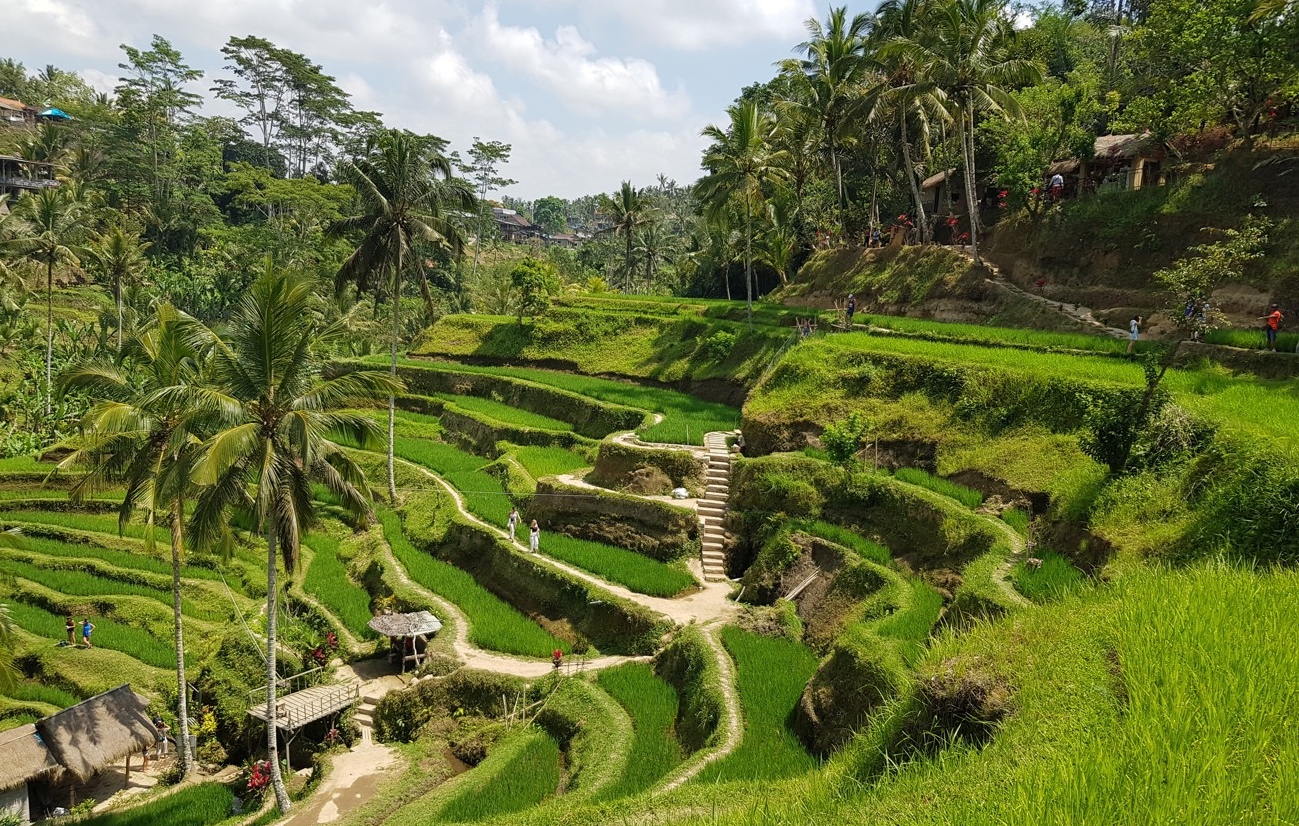 beautiful view of Tegallalang Rice Terrace