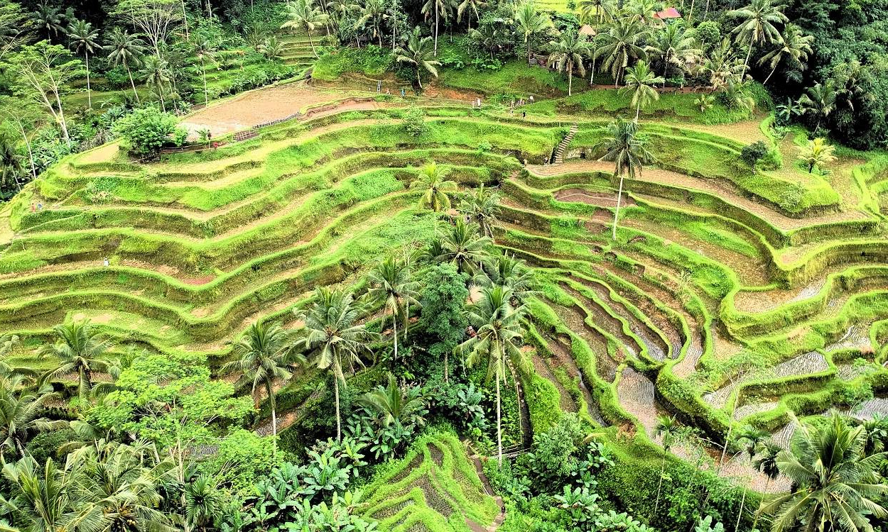 one of the place to visit in bali is tegallalang rice field
