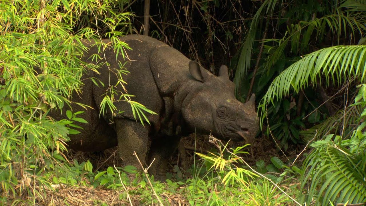 javan rhino in ujung kulon national park