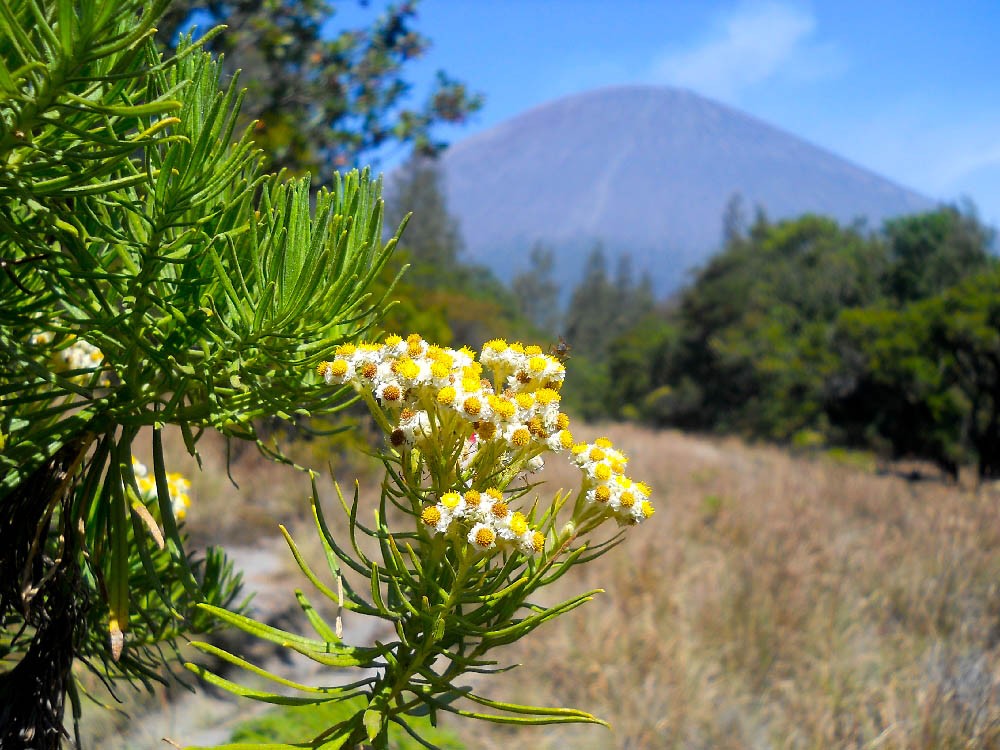 edelweis flora in bromo national park