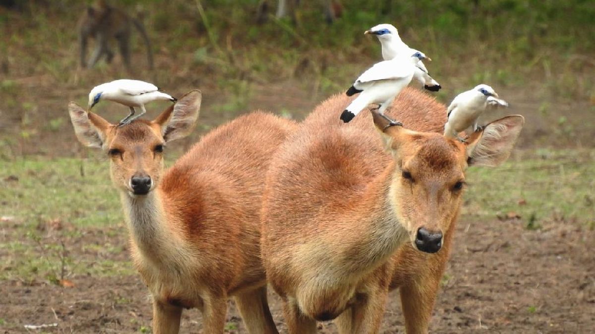 endangered animal species