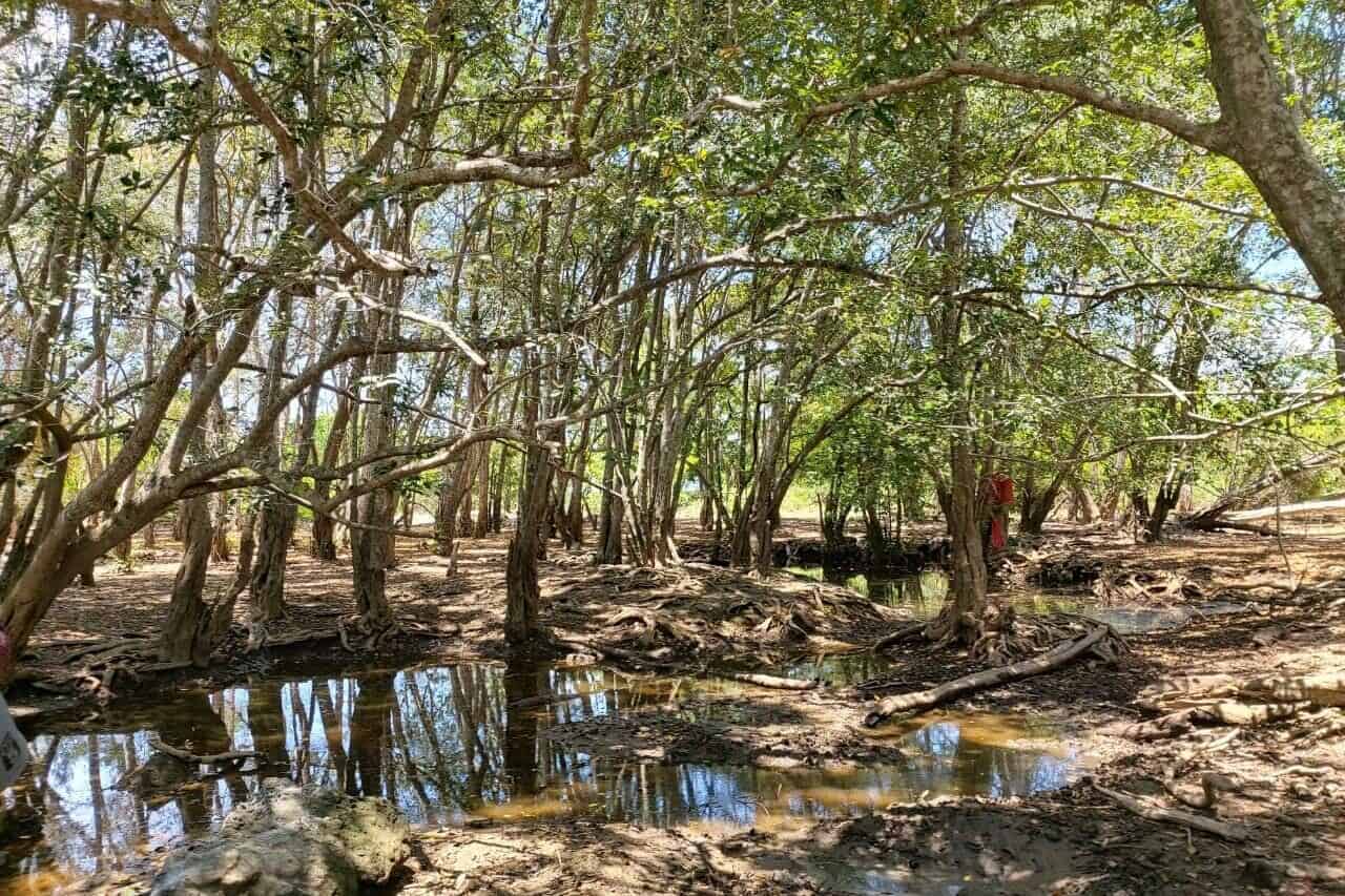 west bali national park as Ecotourism Destination