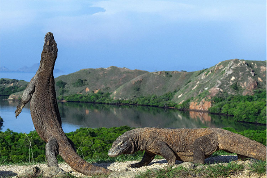 Komodo Island, which is the original habitat of a protected animal the Komodo dragon